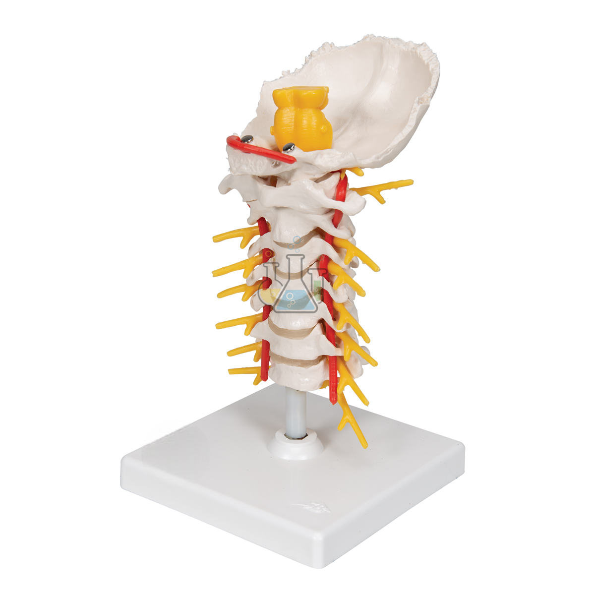 Cervical Spine Model